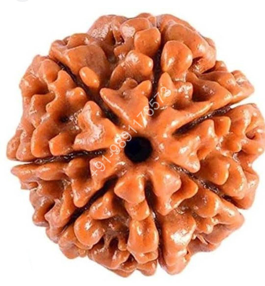 SEVEN MUKHI RUDRAKSH (2)
